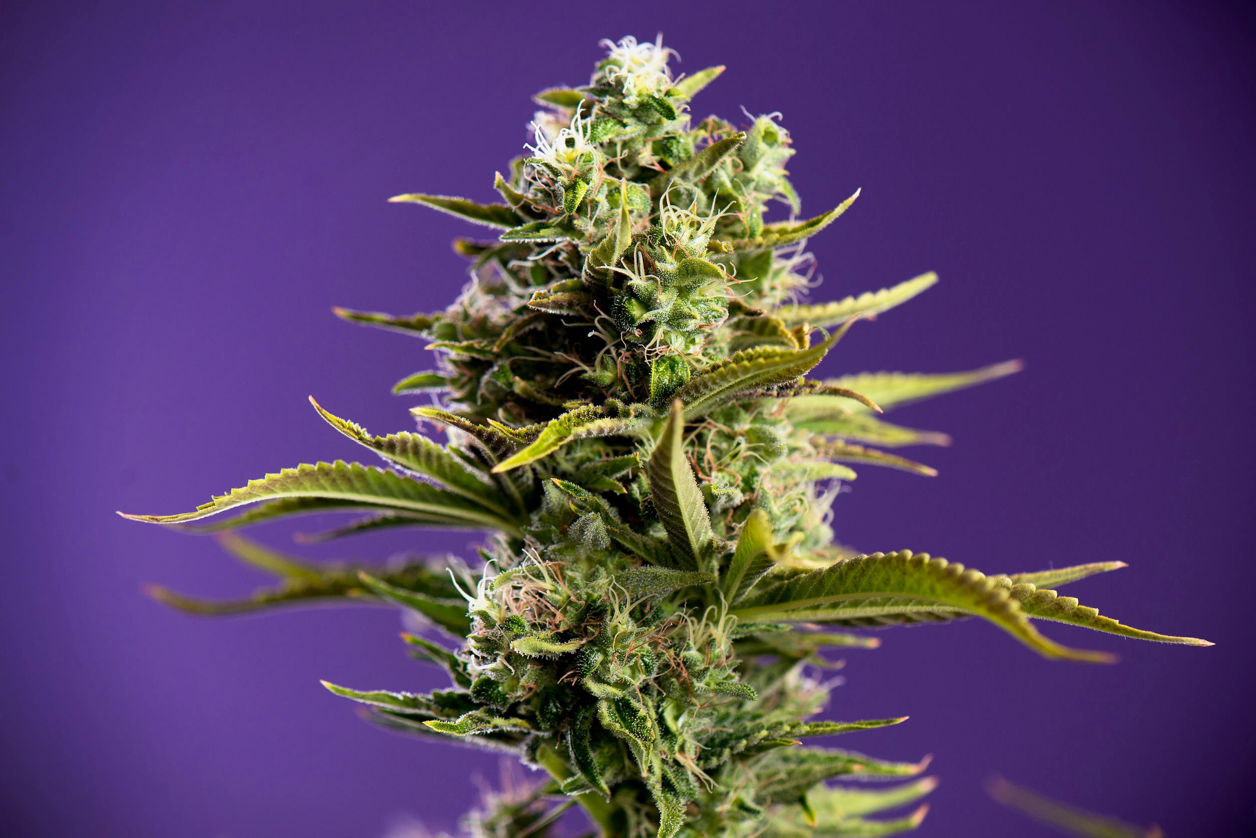 Essence Cannabis Dispensary | Weed Dispensaries in Las Vegas