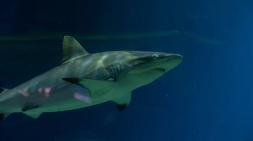 Evaluating the Shark Exhibit in Las Vegas for Summer Trips Evaluating the Shark Exhibit in Las Vegas for Summer Trips