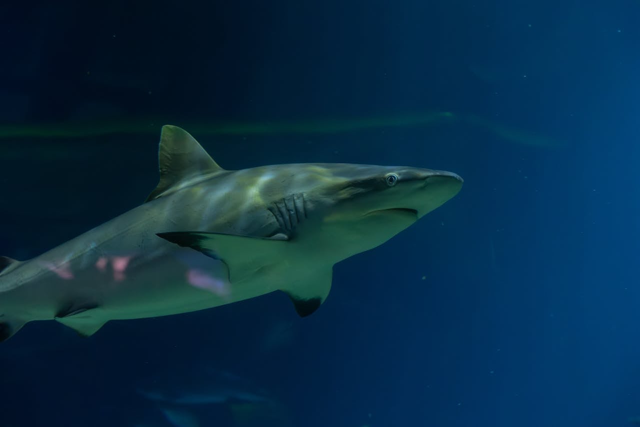 shark exhibit