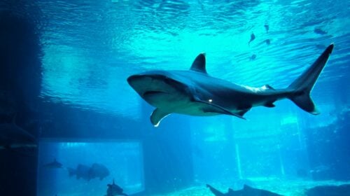 Deciding If the Shark Exhibit in Las Vegas Is Worth Your Time