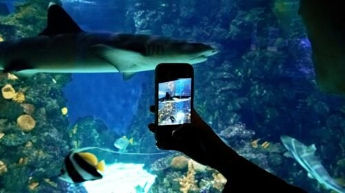 Evaluating the Las Vegas Shark Exhibit for Summer Escape Evaluating the Las Vegas Shark Exhibit for Summer Escape