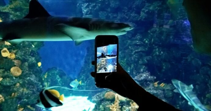 Evaluating the Las Vegas Shark Exhibit for Summer Escape