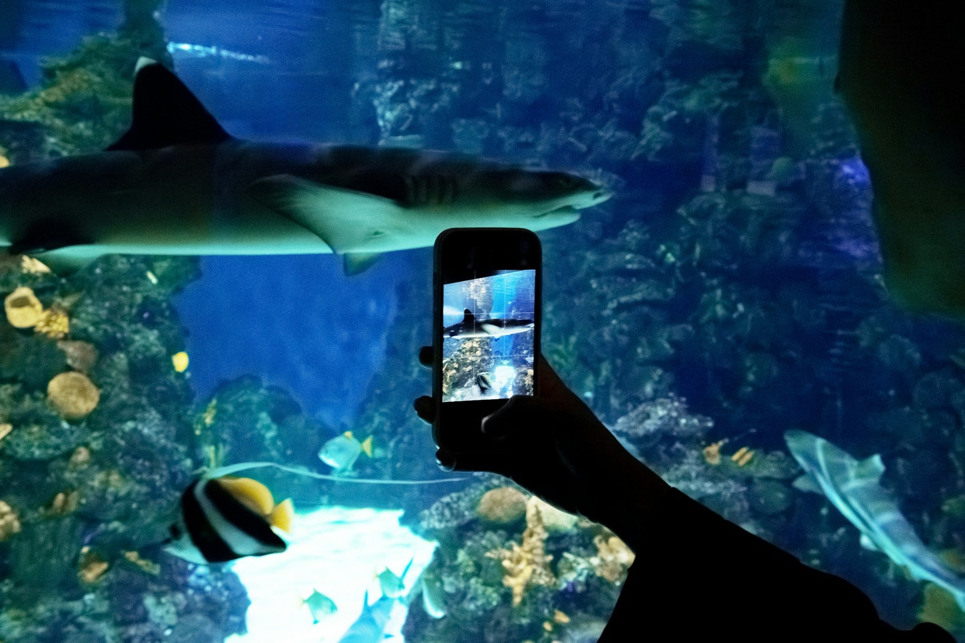 shark